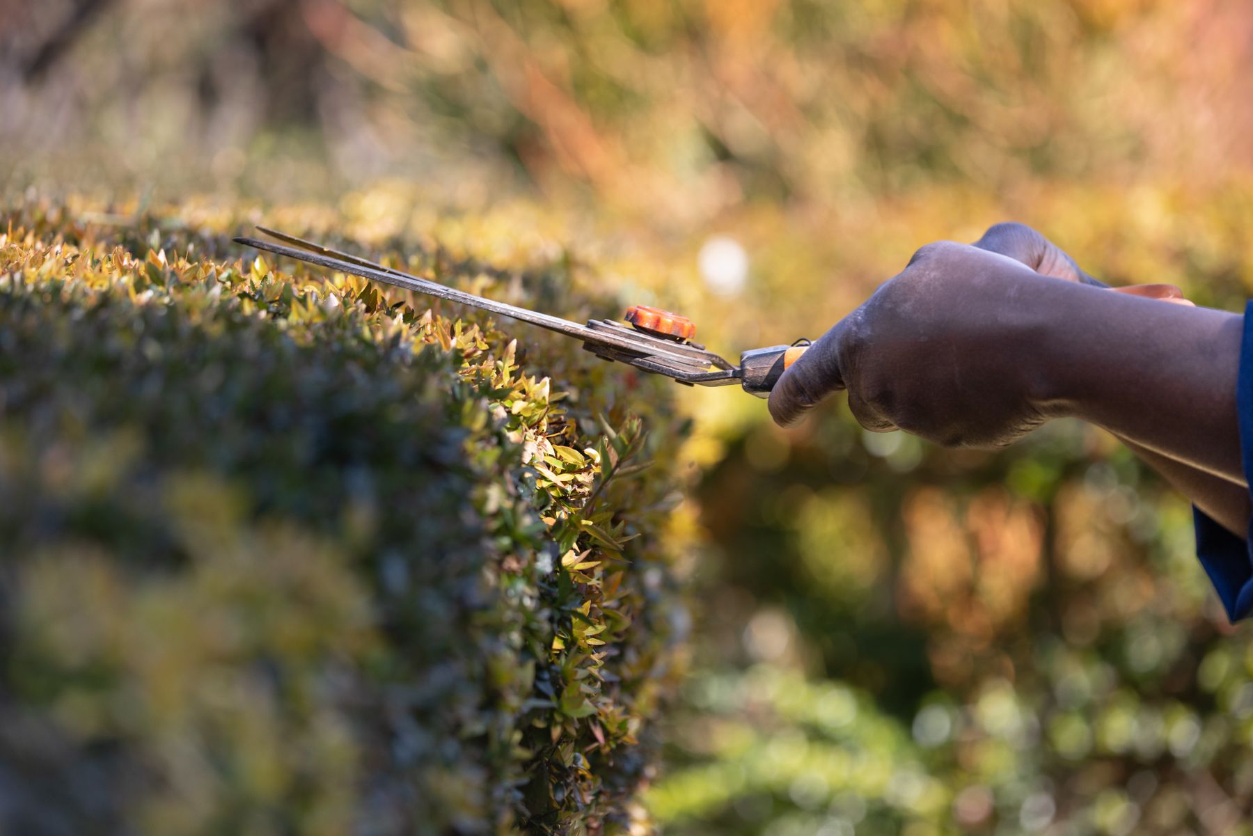 Gardener carefully trimming a hedge with hand shears