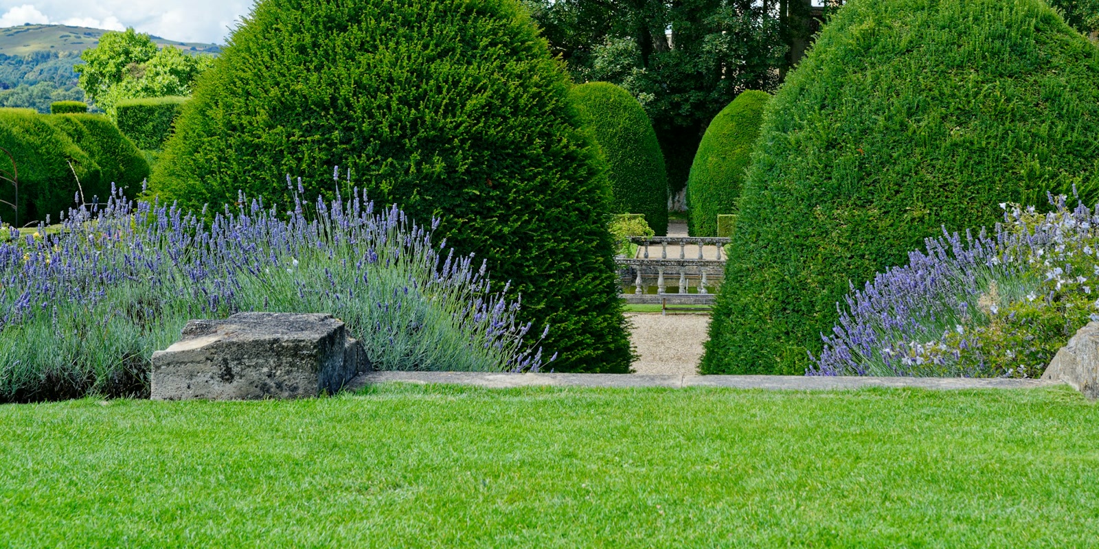 Manicured green lawn edged with lavender and neatly shaped evergreen hedges