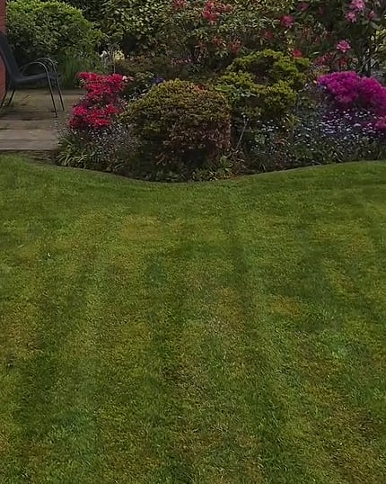 A striped, freshly cut lawn in front of a flowering azalea bed